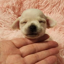 Chihuahua Puppies from Precious Paws of Florida