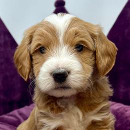Pink Male - Apricot male Goldendoodle puppy in Great Falls, Montana from Montana Goldendoodles