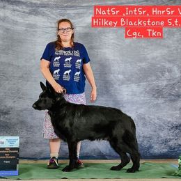 Rip - German Shepherd