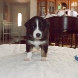 Minty (Girl 1) - Black tri-color Australian Shepherd puppy in Goodyear, Arizona from Kingdom Kennels