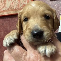 Boy 4 - Golden male Golden Retriever puppy in Princeton, Minnesota from Bewitched Goldens