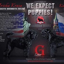 Black Russian Terrier and Cavalier King Charles Spaniel Puppies from Ocean Gem & Guardian Bears