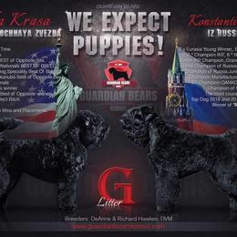 Black Russian Terrier and Cavalier King Charles Spaniel Puppies from Ocean Gem & Guardian Bears