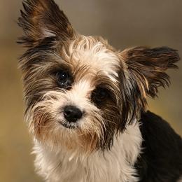 Casper AKC - Parti male Yorkshire Terrier puppy in Hope, Indiana from DJ Yorkies