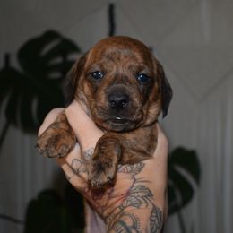 Skye - Dachshund puppy from Redwood Dachshunds