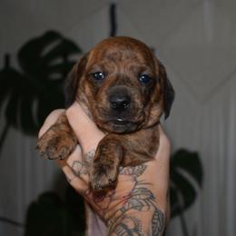 Skye - Dachshund puppy from Redwood Dachshunds