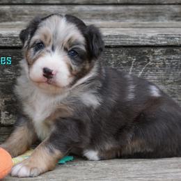 Wolf - Blue merle male Australian Shepherd puppy in Burbank, South Dakota from Dakota Rose Aussies
