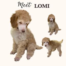 LOMI - Apricot female Poodle puppy in Charlo, Montana from Heavenly Hilltop Farm