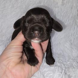 Molly - Brown female Cocker Spaniel puppy in Florence, South Carolina from Reddick's American Cocker Spaniels