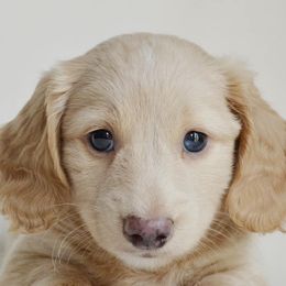 Dachshunds from T&R Doxies