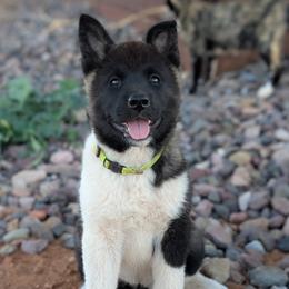 Girl 2 - Black female Akita puppy in Tombstone, Arizona from WeVolution Off-Grid