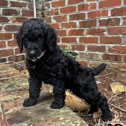 Poodle Puppies from Westborough Standard Poodles