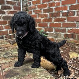 Poodle Puppies from Westborough Standard Poodles