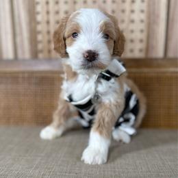 Oliver - Red  male Goldendoodle puppy in Warsaw, Ohio from Lovabledoodles
