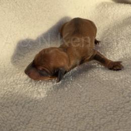 Boy 2 - Sable male Dachshund puppy in Brandon, Mississippi from A & N Kennels