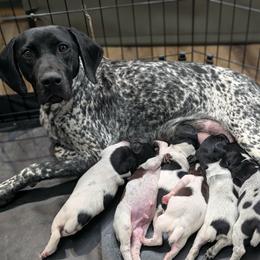 Kallie - German Shorthaired Pointer