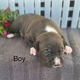 Boy 1 - Brown brindle male American Pit Bull Terrier puppy in Tenino, Washington from West Winds American Pit Bull Terriers