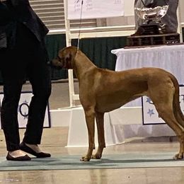 Rhodesian Ridgeback All Grown Up from Sans Peur Ridgebacks