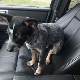 Australian Cattle Dog Puppies from Rising J Cattle Dogs