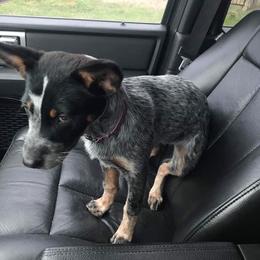 Australian Cattle Dog Puppies from Rising J Cattle Dogs
