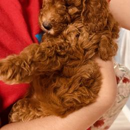 Goldendoodle Puppies from Labradoodleday