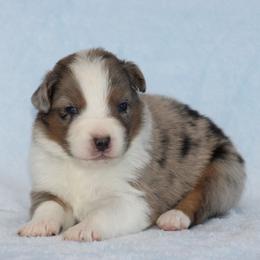 Mossberg - Blue merle male Australian Shepherd puppy in Circleville, Utah from Canyon Creek Aussies