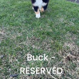 Buck - Black tri-color male Australian Shepherd puppy in Fort Recovery, Ohio from Mud Path Australian Shepherds