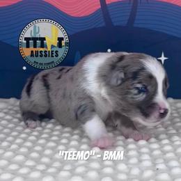 Teemo - Blue merle male Australian Shepherd puppy in Tucson, Arizona from TTTNT Aussies