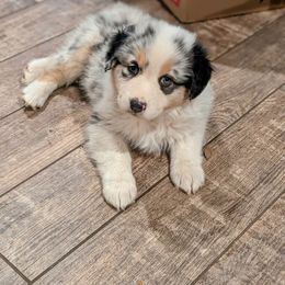 Australian Shepherd Puppies from Winter River Farms Australian Shepherds