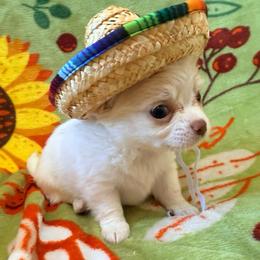 Carl - Cream male Chihuahua puppy in Seneca, Missouri from Stephanie’s Puppy Colony