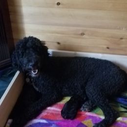 Poodles from Ross Standard Poodles