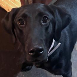 Fern - Labrador Retriever