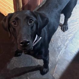 Fern - Labrador Retriever