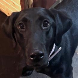 Fern - Labrador Retriever