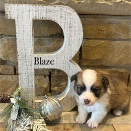 Blaze - Sable male Pembroke Welsh Corgi puppy in Cashion, Oklahoma from Shabby Chic Corgis