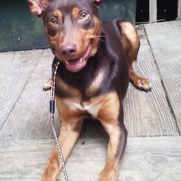 Lancashire Heelers from Quickheels