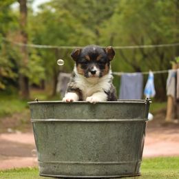 Pembroke Welsh Corgi Puppies from T4 Farms