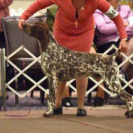 German Shorthaired Pointer All Grown Up from Windward German Shorthaired Pointers