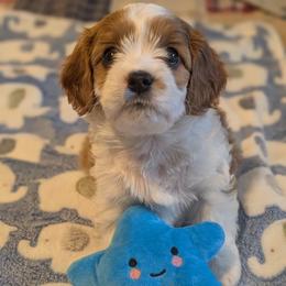 Dex - Blenheim male Cavapoo puppy in Newport, North Carolina from Crystal Coast Cavapoodles