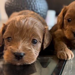 Mac - Cavapoo puppy from Cuddlebug Cavapoos of Austin