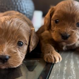 Mac - Cavapoo puppy from Cuddlebug Cavapoos of Austin