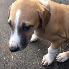 Azawakh Puppies from Kel Simoon Azawakh