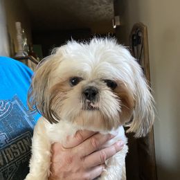 Beau - Shih Tzu