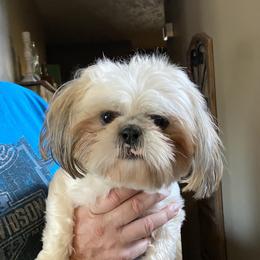 Beau - Shih Tzu