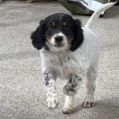 Boy 1 - Blue belton and tan (tri-color) male English Setter puppy in Potosi, Wisconsin from Point and Flush Gun Dogs