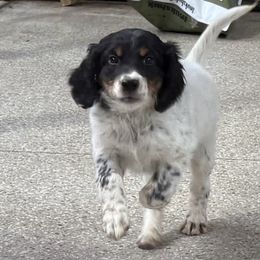 Boy 1 - Blue belton and tan (tri-color) male English Setter puppy in Potosi, Wisconsin from Point and Flush Gun Dogs