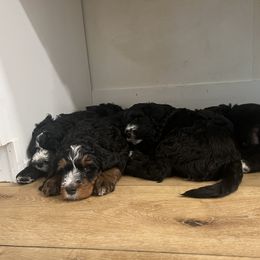 Bernedoodle Puppies from Cali Bernedoodles