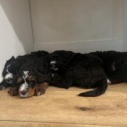 Bernedoodle Puppies from Cali Bernedoodles