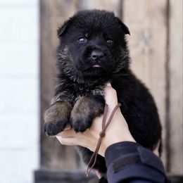 Root Beer - Bi-color male German Shepherd puppy in Dacula, Georgia from FuryHaus German Shepherds