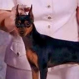 Gracie - Miniature Pinscher